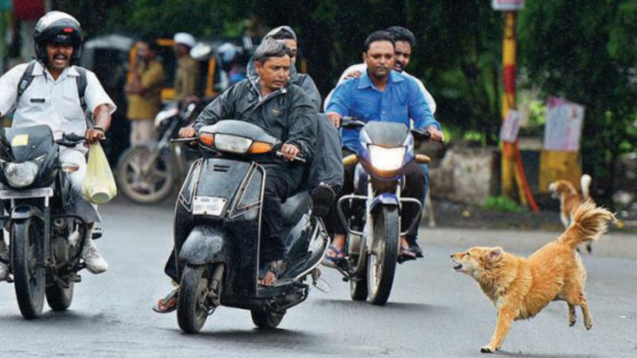 नियमों की अनदेखी से बढ़ी समस्या — आवारा कुत्तों